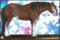 Horse Color:Bay Sabino Rabicano