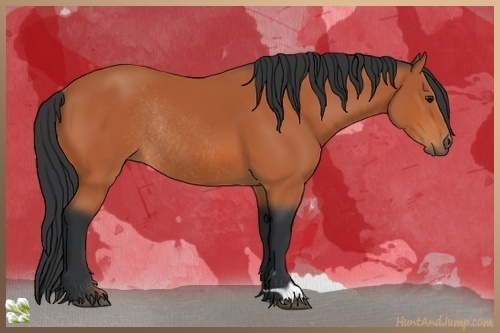 Horse Color:Bay Rabicano 