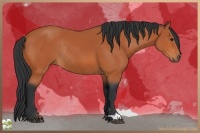 Horse Color:Bay Rabicano