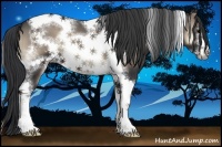 Horse Color:Blue Onyx Sabino Tobiano Frame 