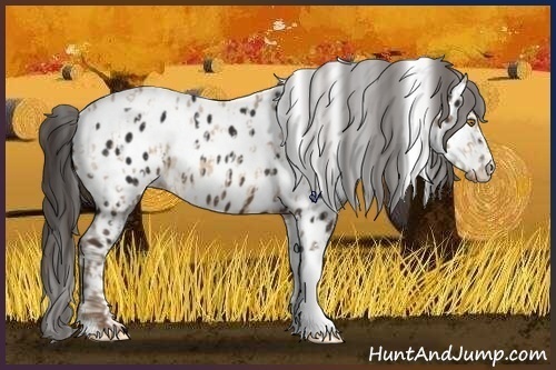 Horse Color:Amber Champagne Roan Tobiano Appaloosa  and Liver Chestnut Tobiano Appaloosa 