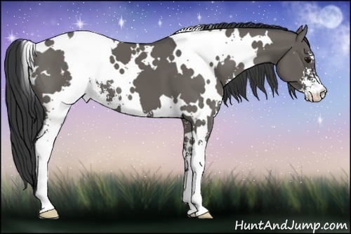 Horse Color:White Spotted Grullo Sabino 