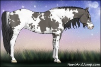 Horse Color:White Spotted Grullo Sabino