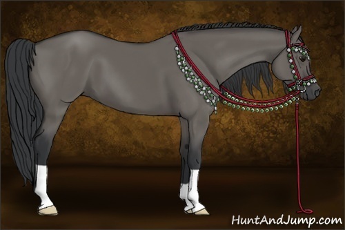 Horse Color:Grullo