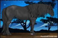 Horse Color:Black 