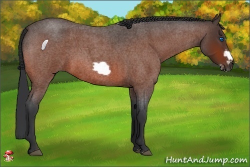 Horse Color:Bay Roan Splash Frame Rabicano 