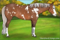 Horse Color:White Spotted Silver Bay Splash 