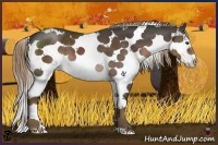 Horse Color:Liver Chestnut Sabino