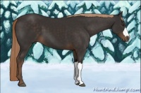 Horse Color:Liver Chestnut 