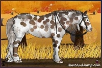 Horse Color:Liver Chestnut Sabino