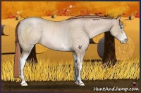 Horse Color:Buckskin Pearl Sabino Rabicano