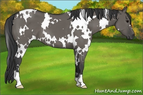 Horse Color:White Spotted Grullo