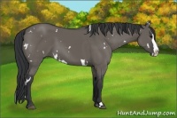 Horse Color:Unknown 
