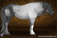 Horse Color:Smoky Black 