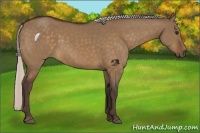 Horse Color:Silver Bay Dun 