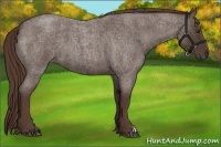 Horse Color:Liver Red Roan 
