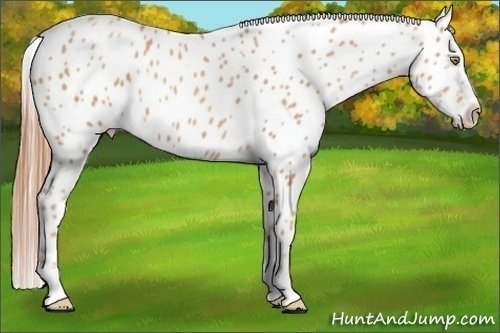 Horse Color:Gold Champagne Appaloosa 