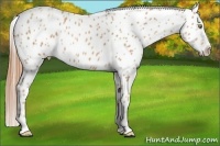 Horse Color:Gold Champagne Appaloosa 