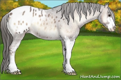 Horse Color:Liver Red Onyx Roan Sabino Appaloosa