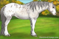 Horse Color:Liver Red Onyx Roan Sabino Appaloosa