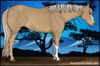 Horse Color:Palomino