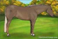 Horse Color:Chocolate Palomino 