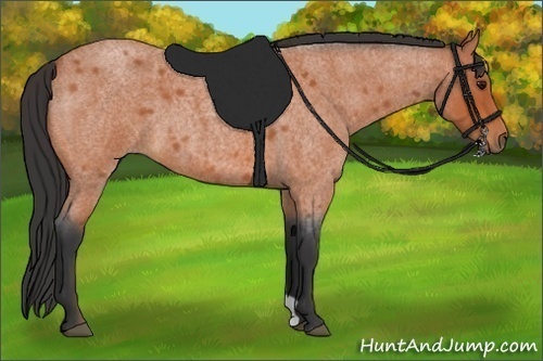Horse Color:Bay Roan 