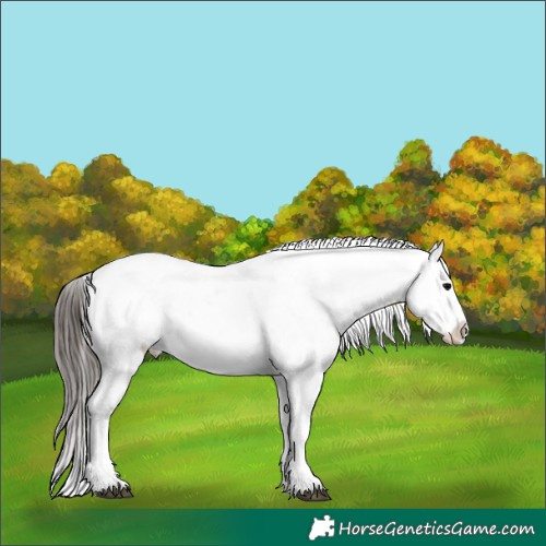 Horse Color:Brown Tobiano Blanket
