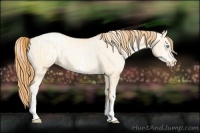 Horse Color:Buckskin Pearl Tobiano Blanket Rabicano  and Buckskin Pearl Dun Sabino Rabicano 