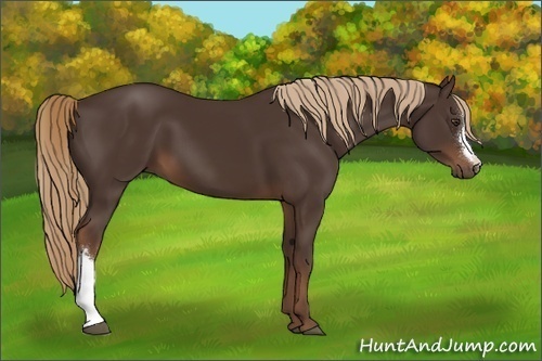 Horse Color:Liver Chestnut 