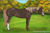 Horse Color:Liver Chestnut 