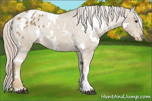 Horse Color:White Spotted Palomino Appaloosa 