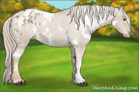 Horse Color:White Spotted Palomino Appaloosa 