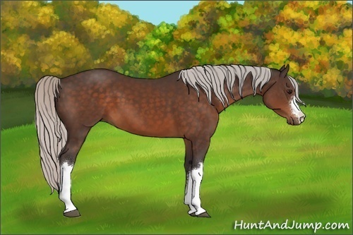 Horse Color:Silver Bay 