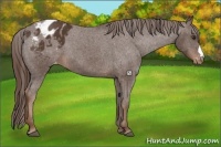 Horse Color:Liver Chestnut Appaloosa