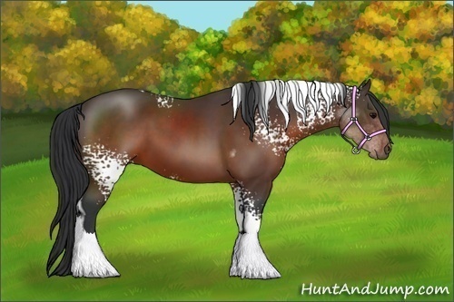 Horse Color:White Spotted Brown Tobiano 