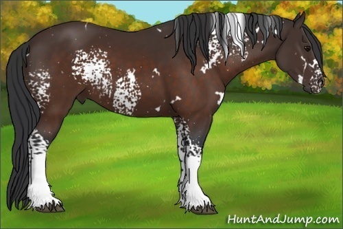 Horse Color:White Spotted Brown
