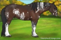Horse Color:White Spotted Brown 