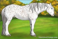 Horse Color:Brown Splash Appaloosa