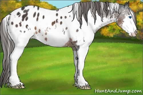 Horse Color:White Spotted Brown Splash Blanket