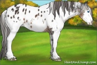Horse Color:White Spotted Brown Splash Appaloosa