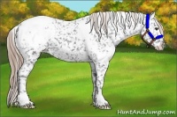 Horse Color:White Spotted Liver Chestnut Appaloosa 
