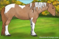 Horse Color:Chestnut Tobiano Appaloosa 