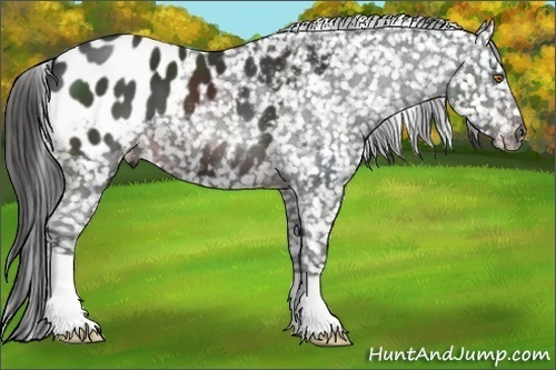 Horse Color:Brown Appaloosa 