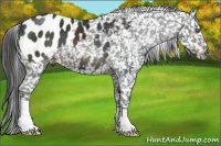 Horse Color:Brown Appaloosa