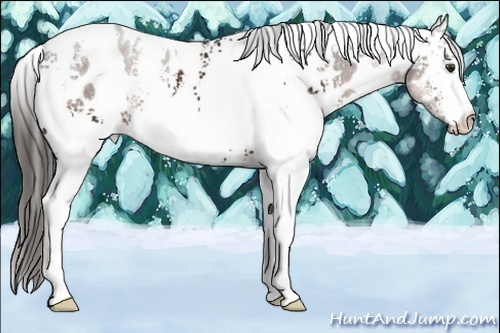 Horse Color:White Spotted Liver Chestnut Appaloosa 
