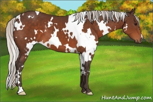 Horse Color:White Spotted Silver Brown 