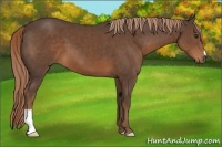 Horse Color:Liver Chestnut 