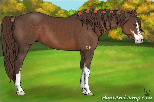 Horse Color:Liver Chestnut Sabino