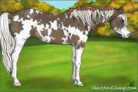 Horse Color:White Spotted Chocolate Palomino Sabino 
